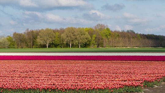 Tulpenfietsroute Dronten