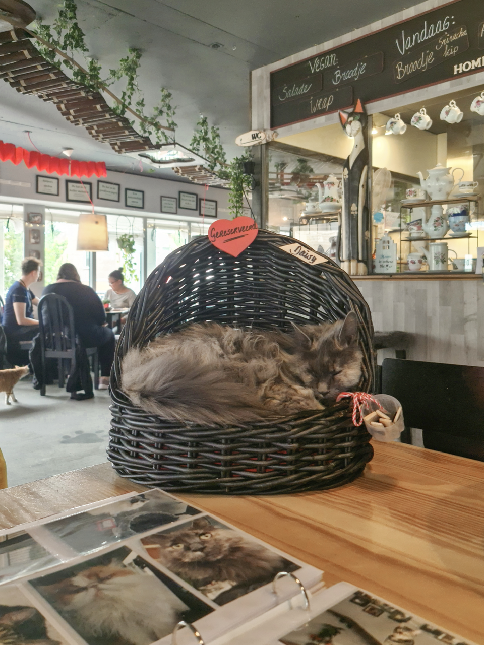 Kat in mandje